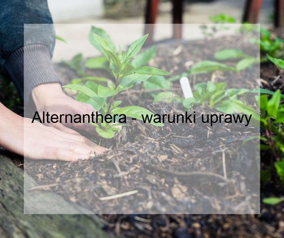 Alternanthera - warunki uprawy