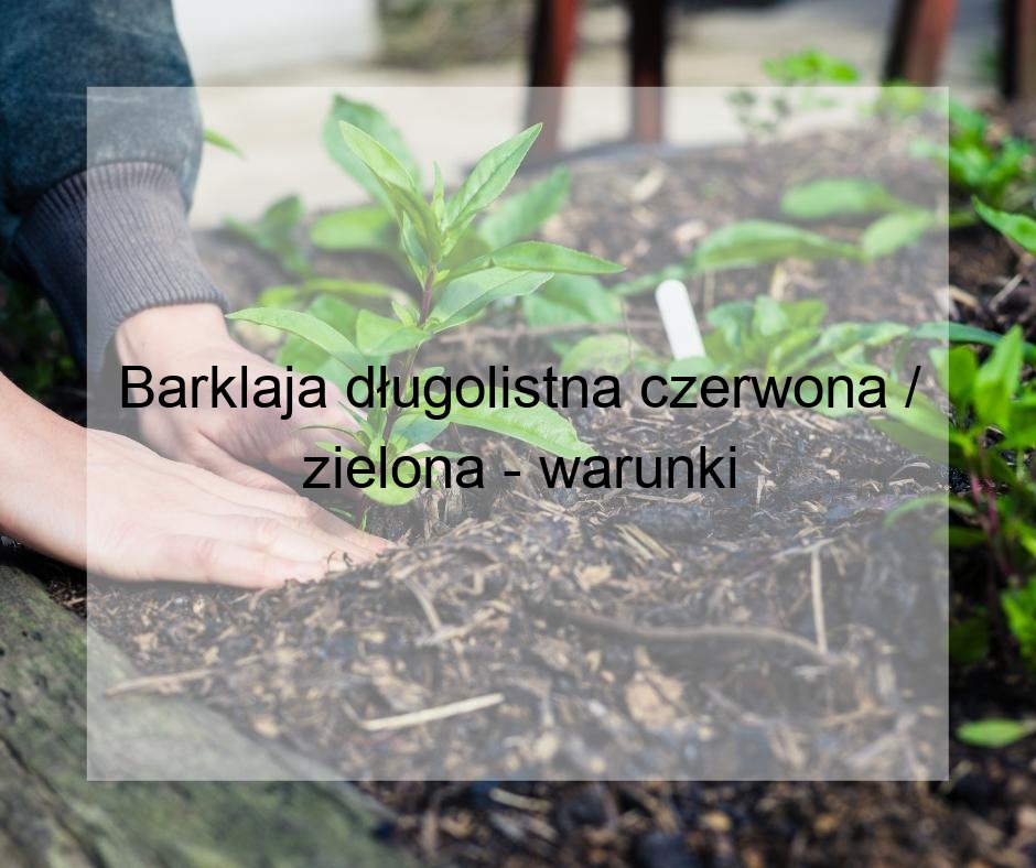 Barklaja długolistna czerwona / zielona - warunki uprawy