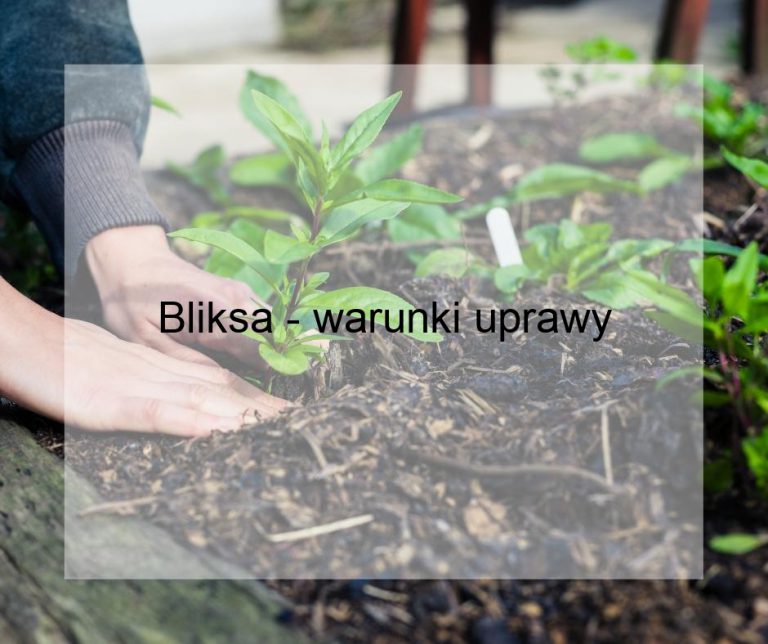 Bliksa - warunki uprawy