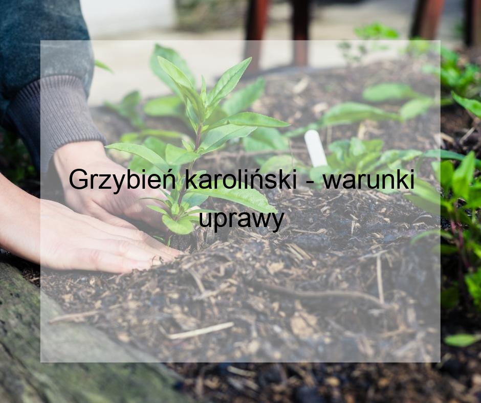 Grzybień karoliński - warunki uprawy