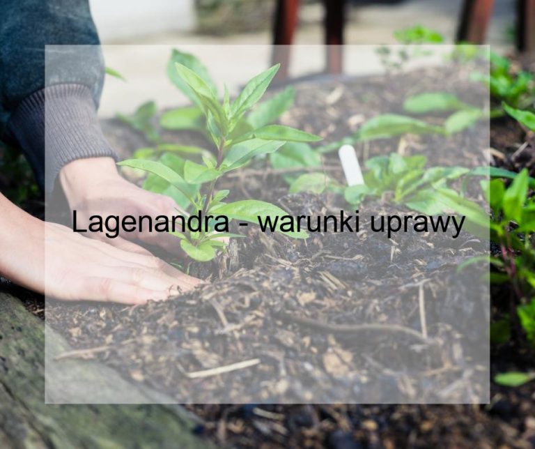 Lagenandra - warunki uprawy