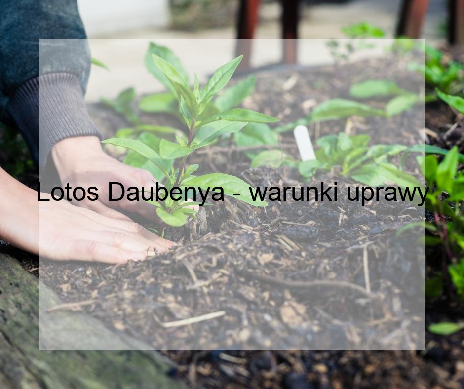 Lotos Daubenya - warunki uprawy