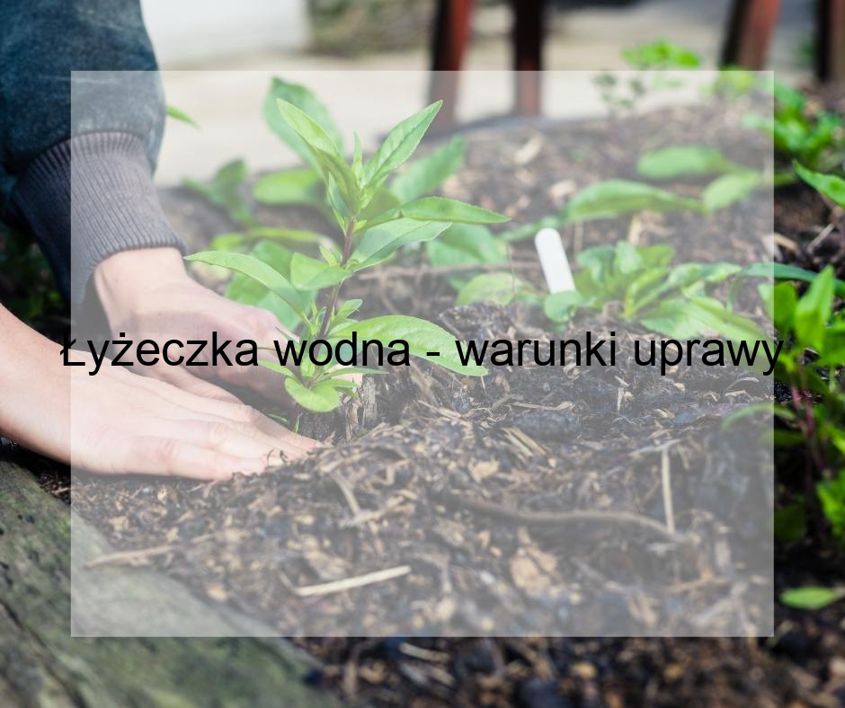 Łyżeczka wodna - warunki uprawy