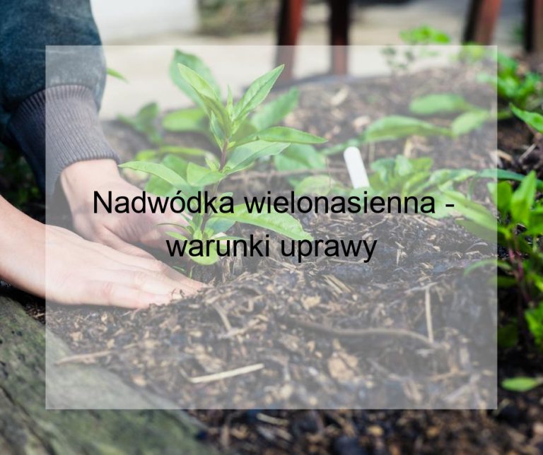 Nadwódka wielonasienna - warunki uprawy