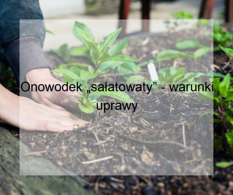 Onowodek „sałatowaty” - warunki uprawy