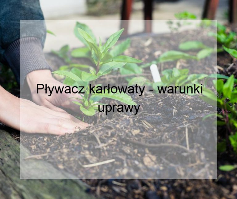 Pływacz karłowaty - warunki uprawy