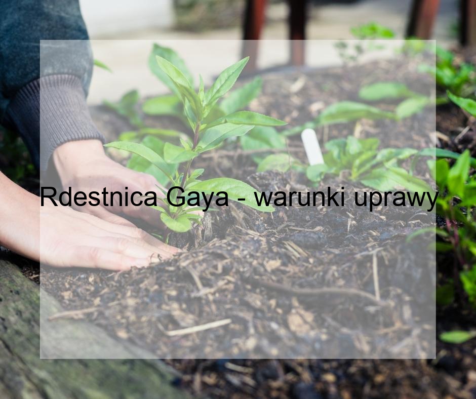 Rdestnica Gaya - warunki uprawy