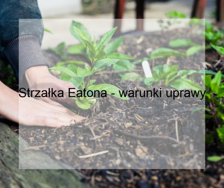 Strzałka Eatona - warunki uprawy