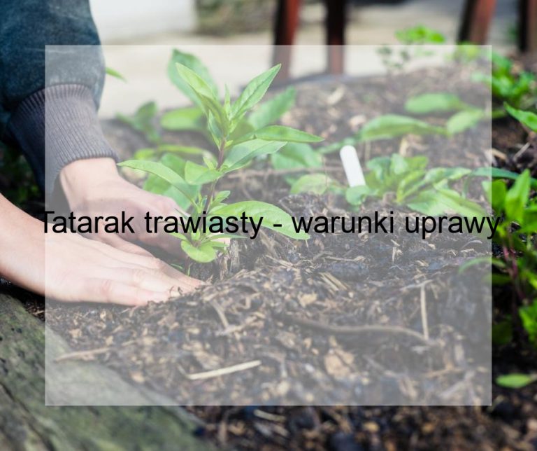 Tatarak trawiasty - warunki uprawy