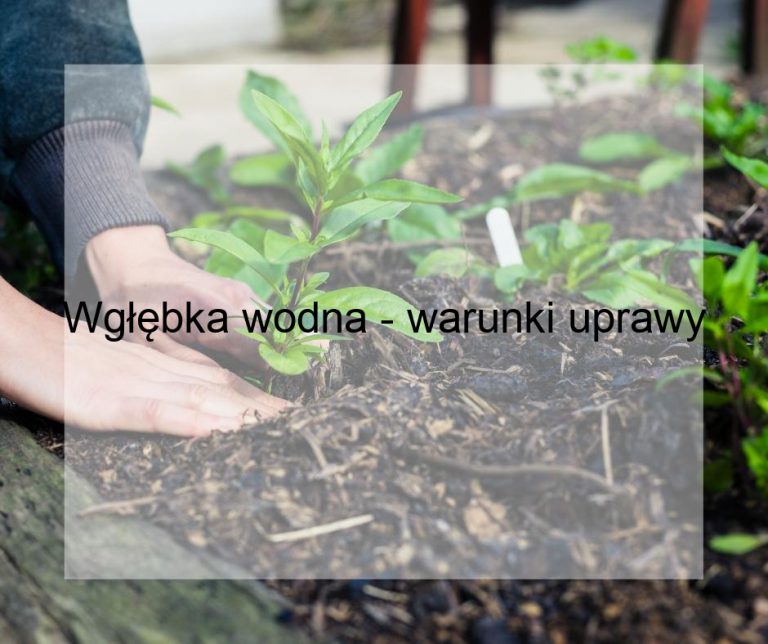 Wgłębka wodna - warunki uprawy