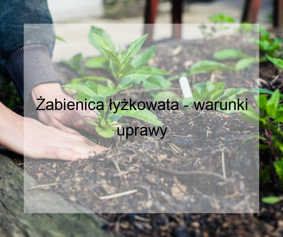 Żabienica łyżkowata - warunki uprawy