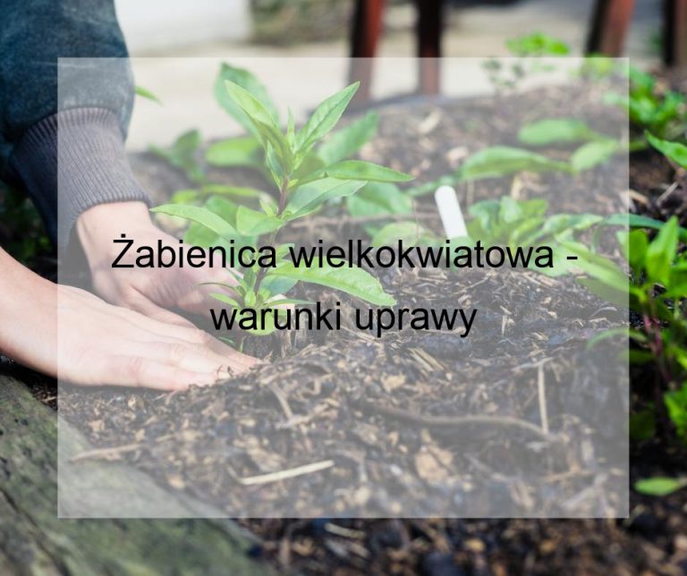 Żabienica wielkokwiatowa - warunki uprawy