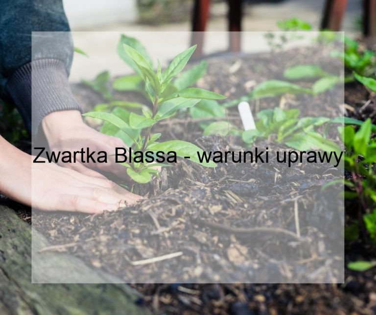 Zwartka Blassa - warunki uprawy