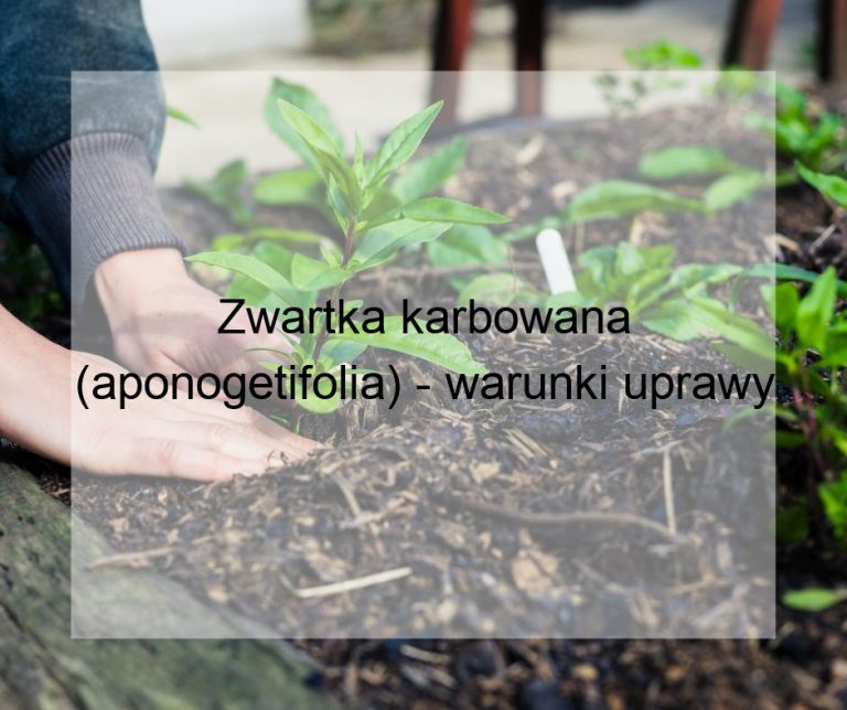 Zwartka karbowana (aponogetifolia) - warunki uprawy