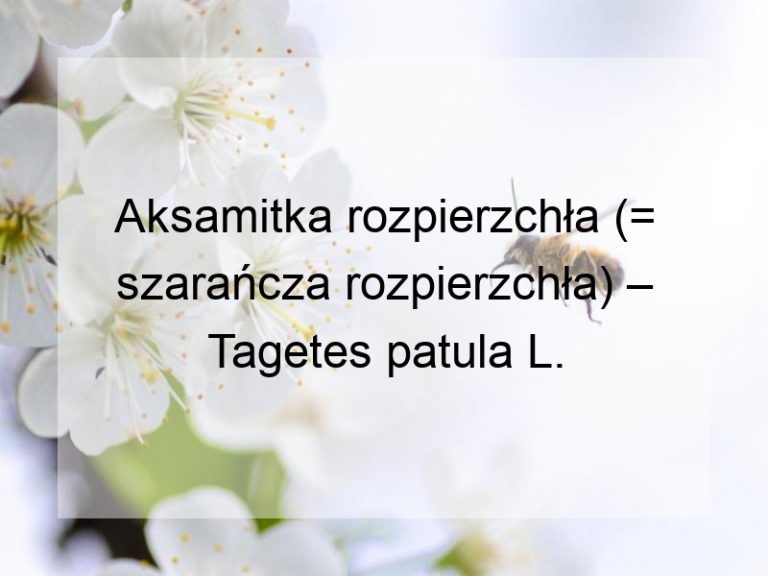 Aksamitka rozpierzchła (= szarańcza rozpierzchła) – Tagetes patula L.