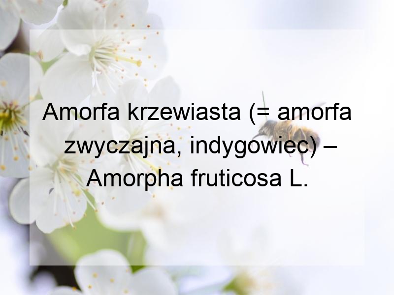 Amorfa krzewiasta (= amorfa zwyczajna, indygowiec) – Amorpha fruticosa L.