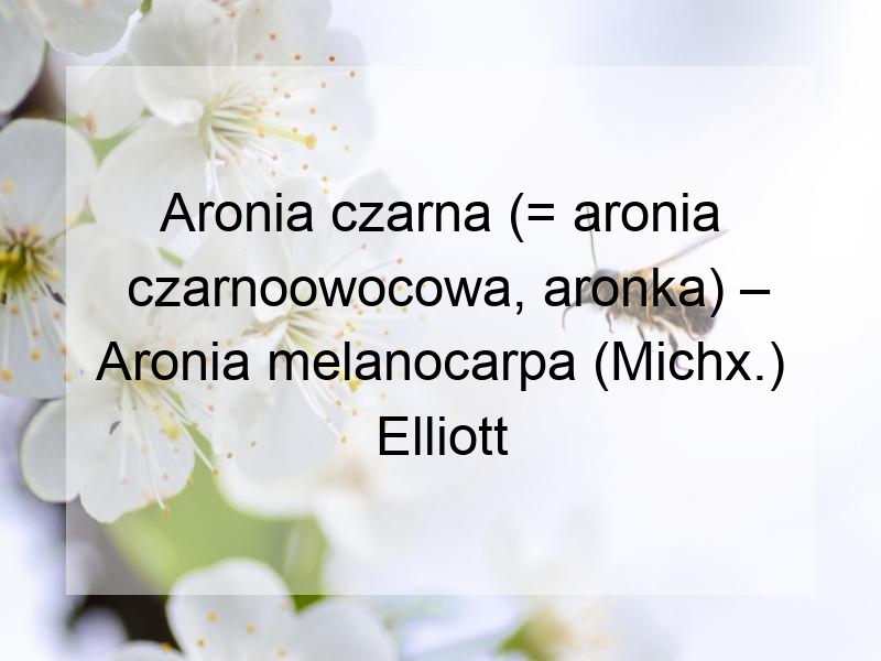 Aronia czarna (= aronia czarnoowocowa, aronka) – Aronia melanocarpa (Michx.) Elliott