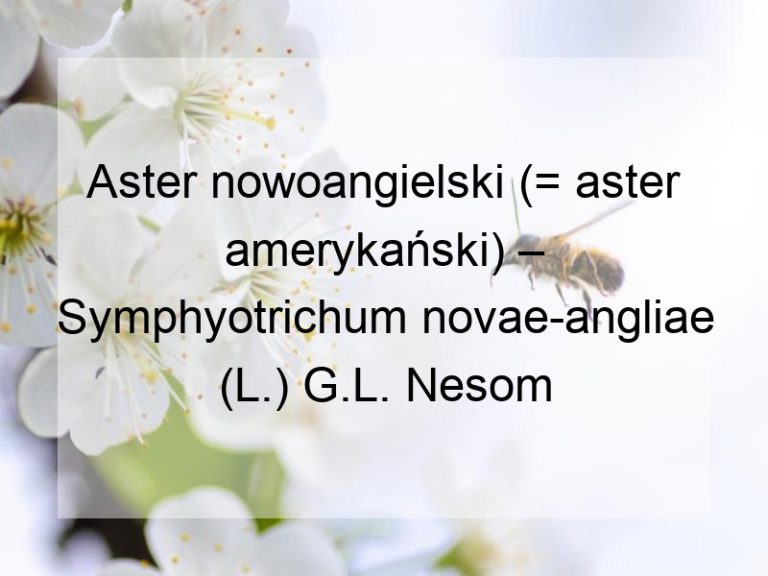 Aster nowoangielski (= aster amerykański) – Symphyotrichum novae-angliae (L.) G.L. Nesom