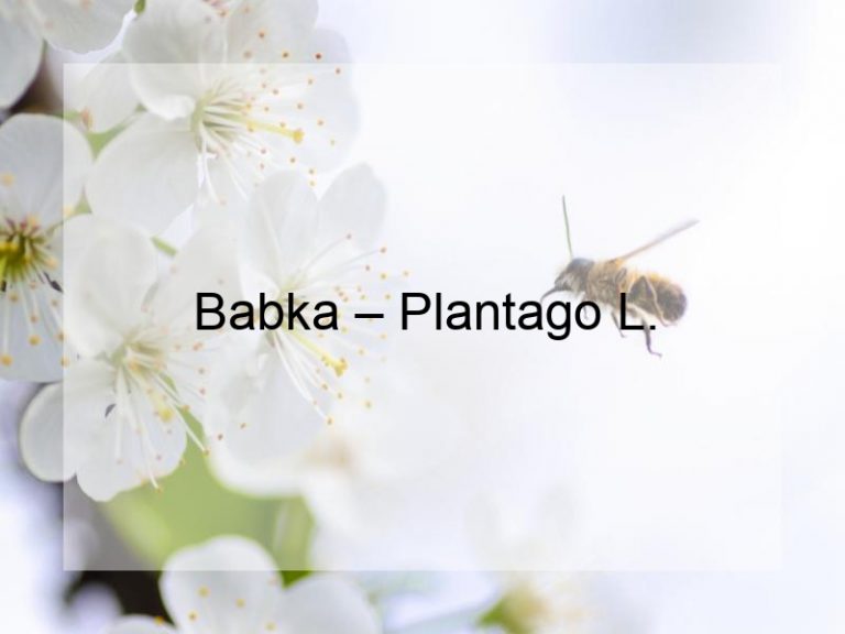 Babka – Plantago L.