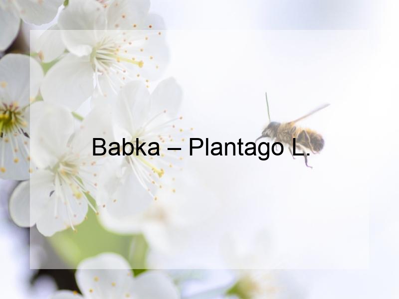 Babka – Plantago L.