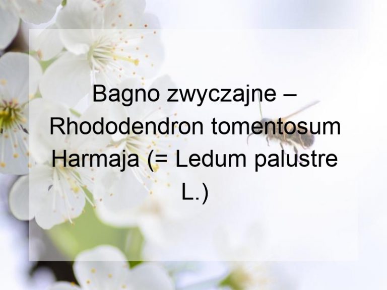 Bagno zwyczajne – Rhododendron tomentosum Harmaja (= Ledum palustre L.)