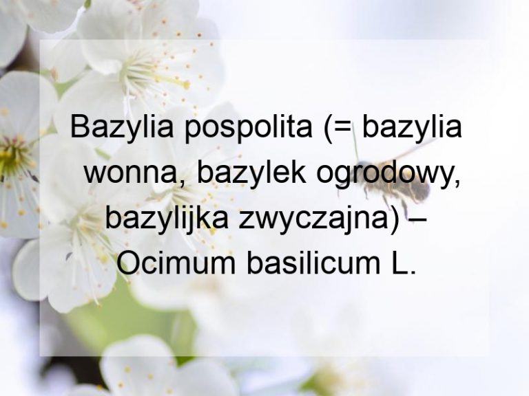 Bazylia pospolita (= bazylia wonna, bazylek ogrodowy, bazylijka zwyczajna) – Ocimum basilicum L.