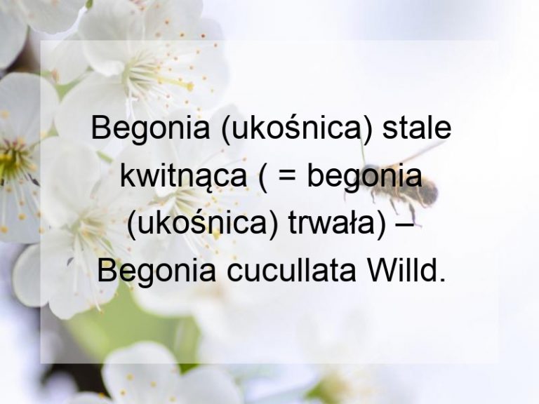 Begonia (ukośnica) stale kwitnąca ( = begonia (ukośnica) trwała) – Begonia cucullata Willd.