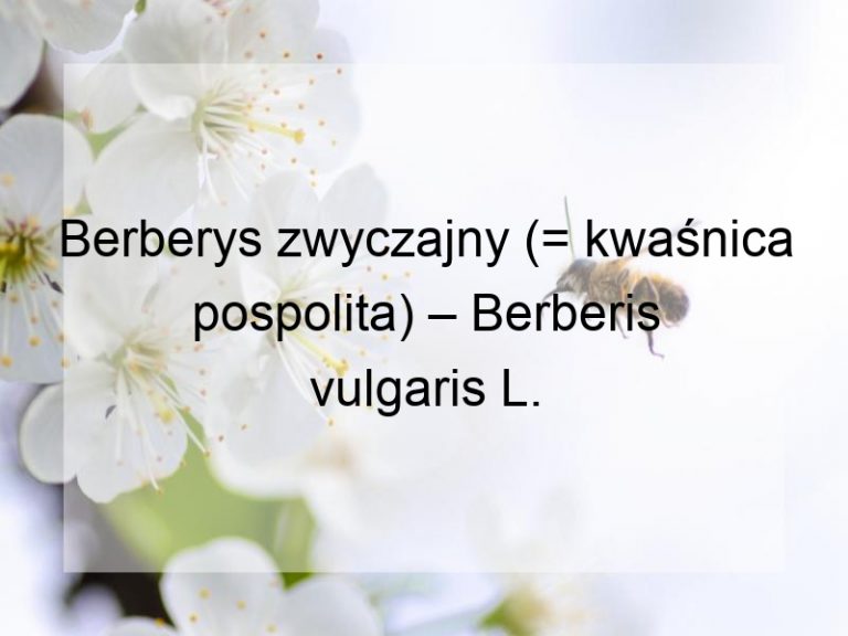 Berberys zwyczajny (= kwaśnica pospolita) – Berberis vulgaris L.