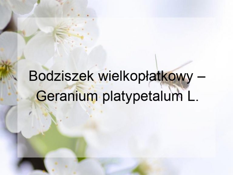 Bodziszek wielkopłatkowy – Geranium platypetalum L.