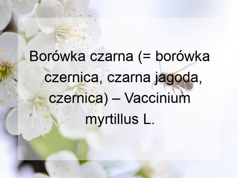 Borówka czarna (= borówka czernica, czarna jagoda, czernica) – Vaccinium myrtillus L.