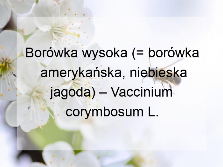 Borówka wysoka (= borówka amerykańska, niebieska jagoda) – Vaccinium corymbosum L.