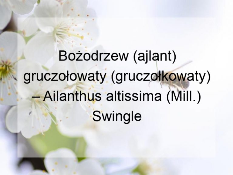 Bożodrzew (ajlant) gruczołowaty (gruczołkowaty) – Ailanthus altissima (Mill.) Swingle
