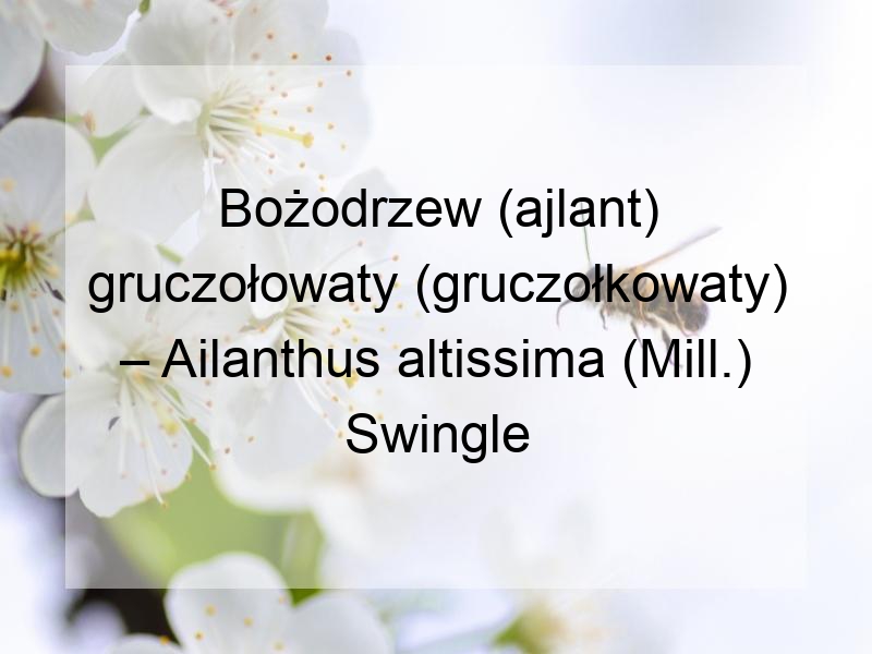 Bożodrzew (ajlant) gruczołowaty (gruczołkowaty) – Ailanthus altissima (Mill.) Swingle