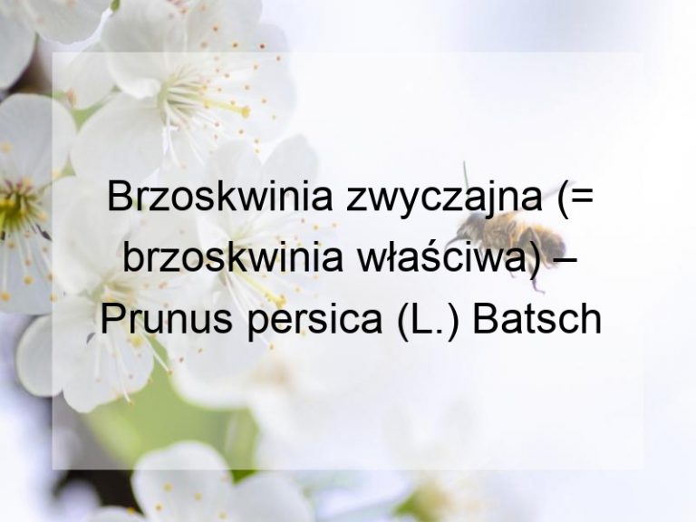 Brzoskwinia zwyczajna (= brzoskwinia właściwa) – Prunus persica (L.) Batsch