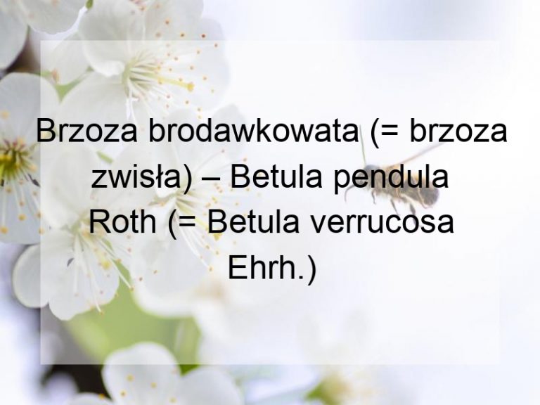 Brzoza brodawkowata (= brzoza zwisła) – Betula pendula Roth (= Betula verrucosa Ehrh.)