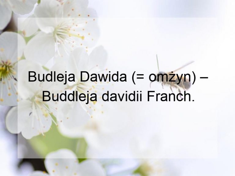 Budleja Dawida (= omżyn) – Buddleja davidii Franch.