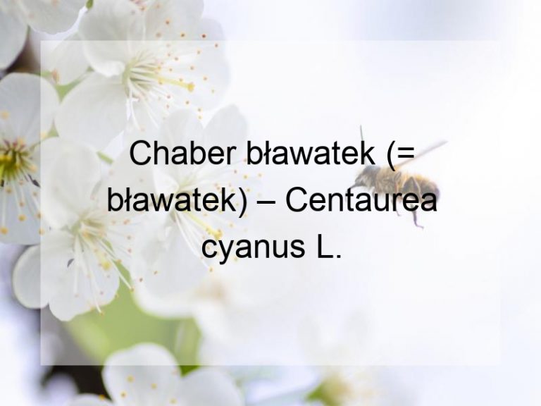 Chaber bławatek (= bławatek) – Centaurea cyanus L.
