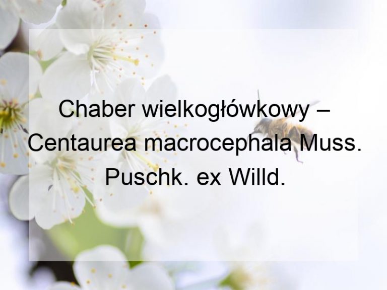 Chaber wielkogłówkowy – Centaurea macrocephala Muss. Puschk. ex Willd.