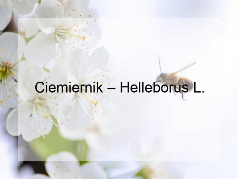 Ciemiernik – Helleborus L.
