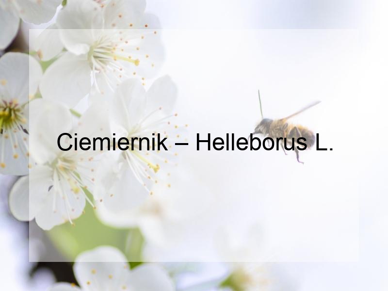 Ciemiernik – Helleborus L.