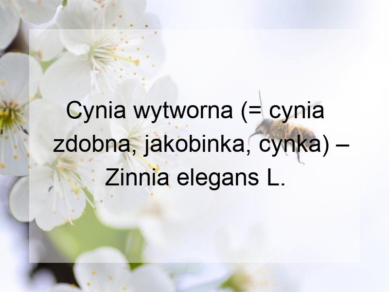 Cynia wytworna (= cynia zdobna, jakobinka, cynka) – Zinnia elegans L.