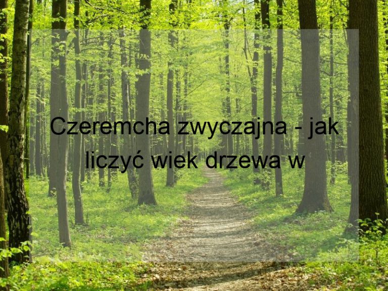 Czeremcha zwyczajna - jak liczyć wiek drzewa w latach?