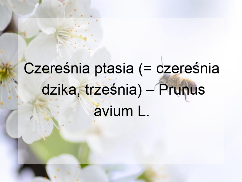 Czereśnia ptasia (= czereśnia dzika, trześnia) – Prunus avium L.