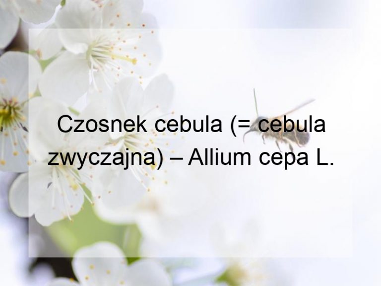 Czosnek cebula (= cebula zwyczajna) – Allium cepa L.