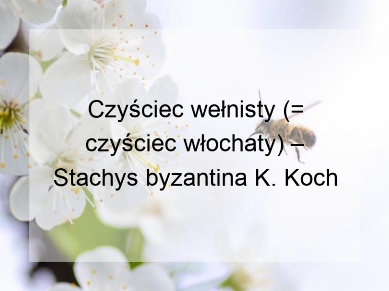 Czyściec wełnisty (= czyściec włochaty) – Stachys byzantina K. Koch