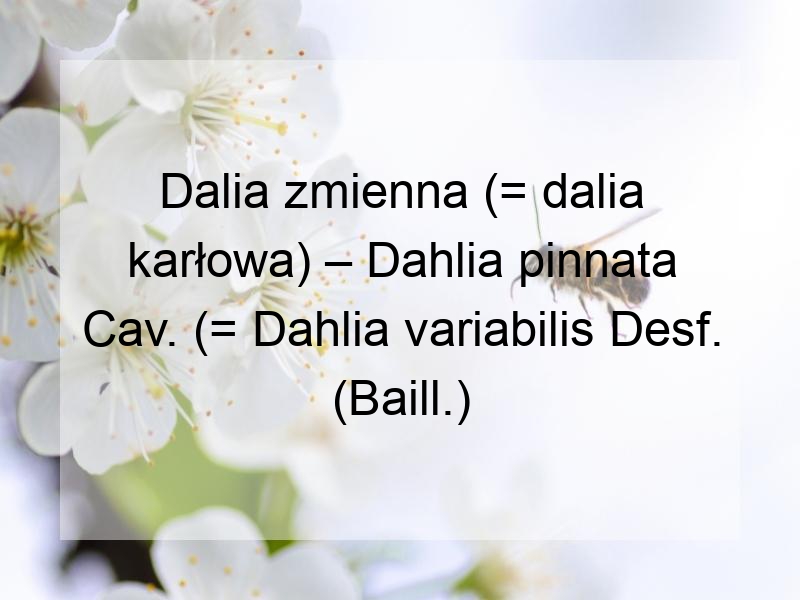 Dalia zmienna (= dalia karłowa) – Dahlia pinnata Cav. (= Dahlia variabilis Desf. (Baill.)