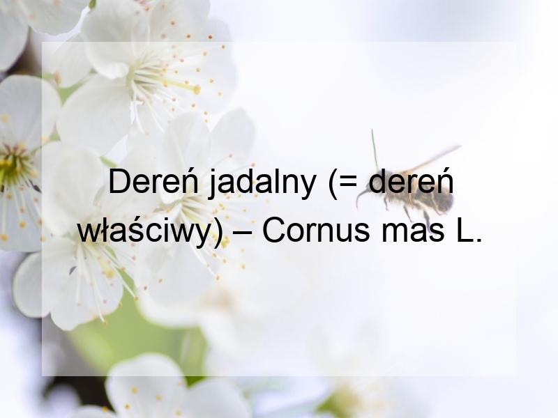 Dereń jadalny (= dereń właściwy) – Cornus mas L.