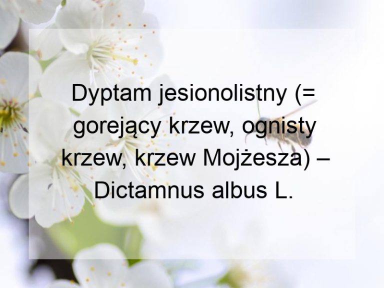 Dyptam jesionolistny (= gorejący krzew, ognisty krzew, krzew Mojżesza) – Dictamnus albus L.