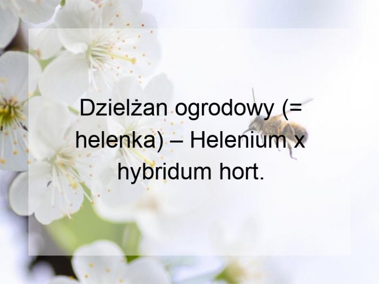 Dzielżan ogrodowy (= helenka) – Helenium x hybridum hort.