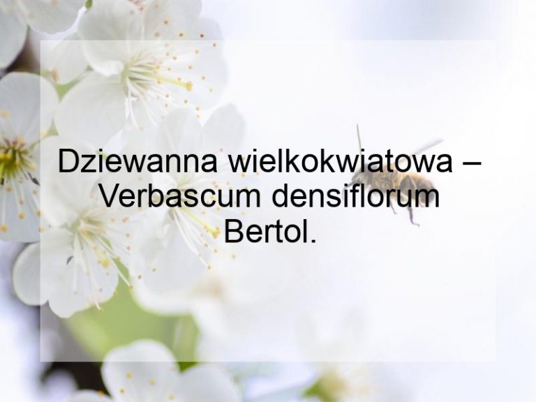 Dziewanna wielkokwiatowa – Verbascum densiflorum Bertol.